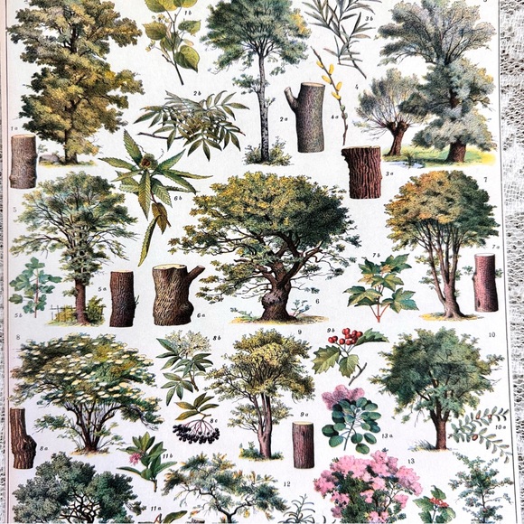 Vintage Scientific "Arbres" (Trees) French Forestry Chart 8x10 - Picture 3 of 5